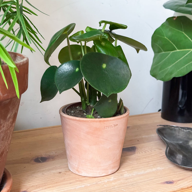 peperomia raindrop in terra pot op kastje in huis