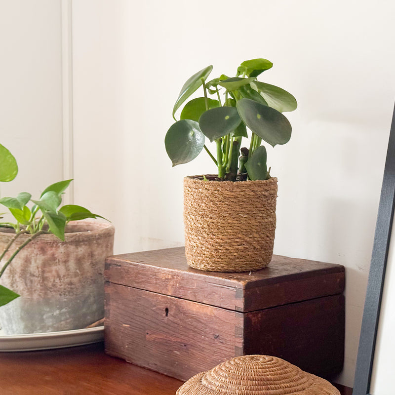 Peperomia in rieten pot op kastje in huis