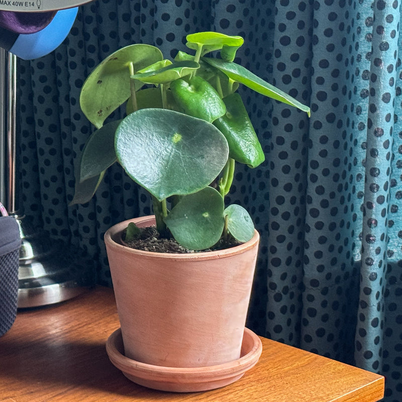 Peperomia raindrop op bureau in huis