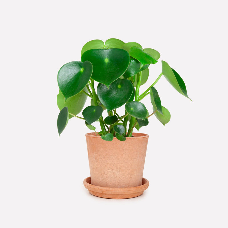 Peperomia Raindrop BIO