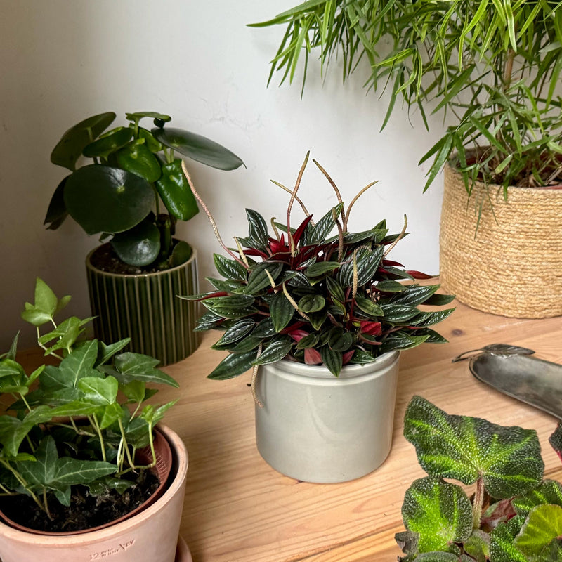 Peperomia rosso op tafeltje in huis