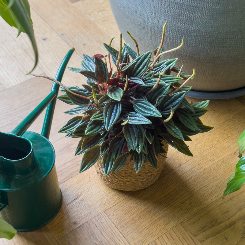 peperomia rosso op de grond naast gieter