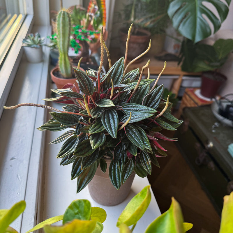 Peperomia rosso in vensterbank