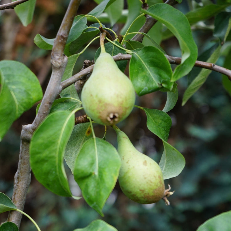 Biologische peren van de Doyenne de comice perenboom. 