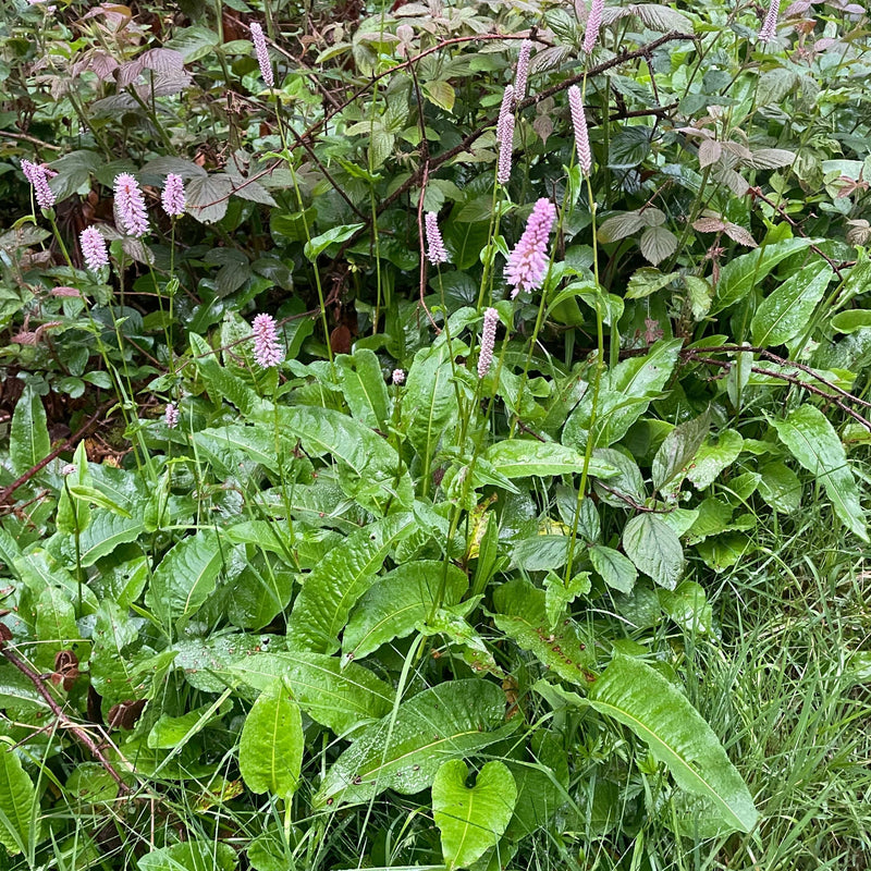 Inheemse Persicaria of duizendknoop mket lichtroze bloemaren. 