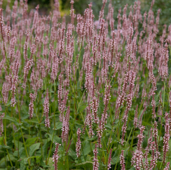 Duizendknoop Rowden Gem