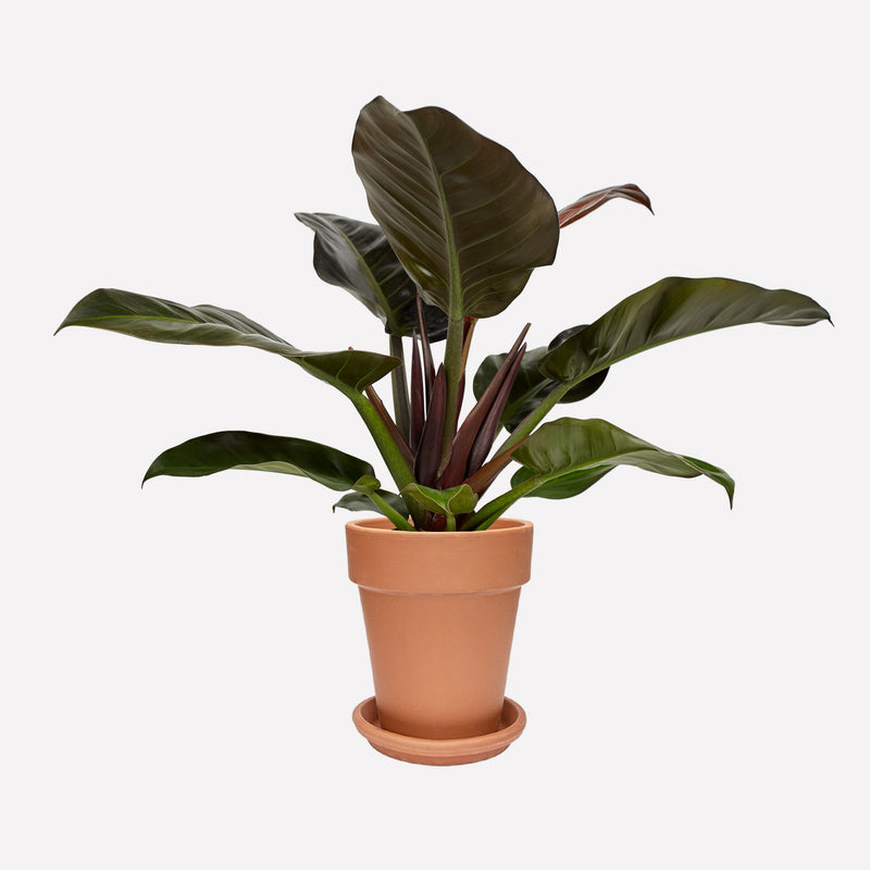 Philodendron Imperial Red