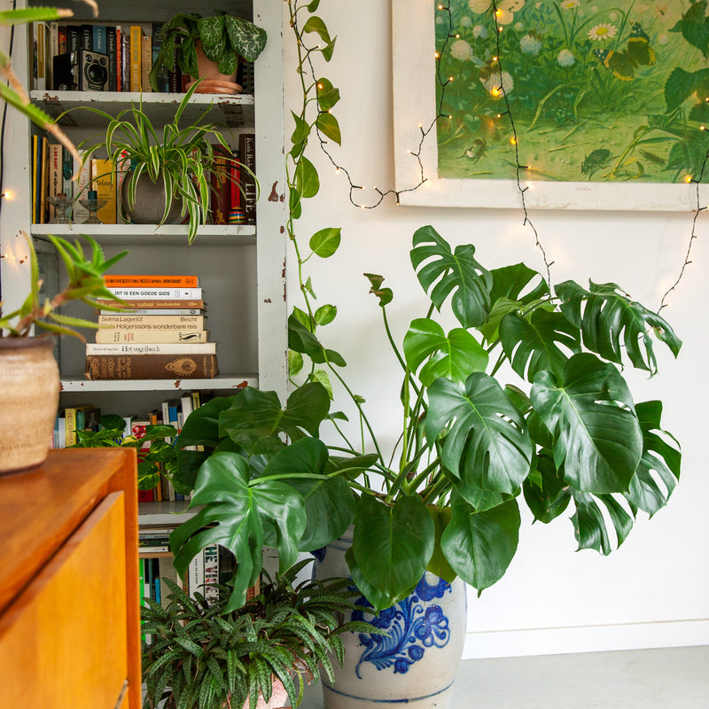 Phildoendron monstera deliciosa in huis