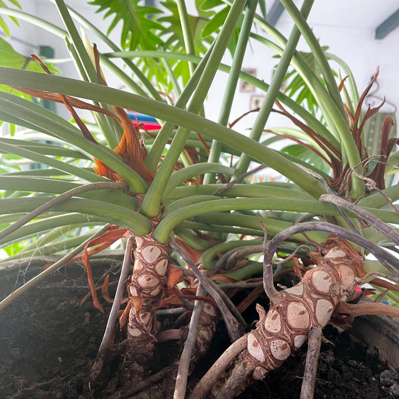 Close up van wortels Philodendron Xanadu in huis