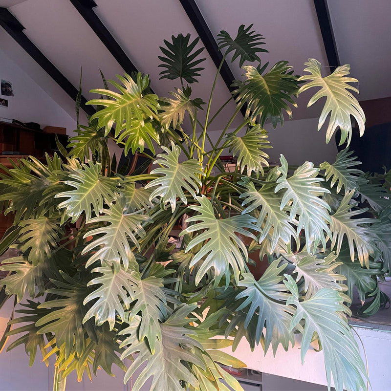 Philodendron Xanadus in huis