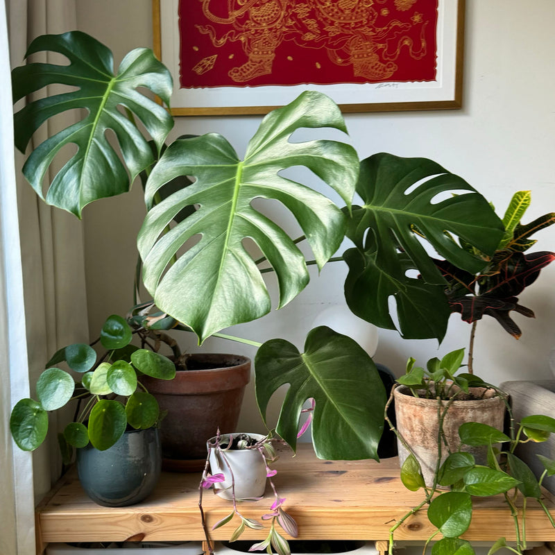 Monstera op tafeltje in huiskamer