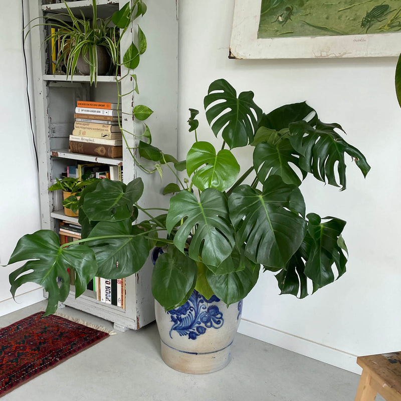 Monstera in grote chines pot