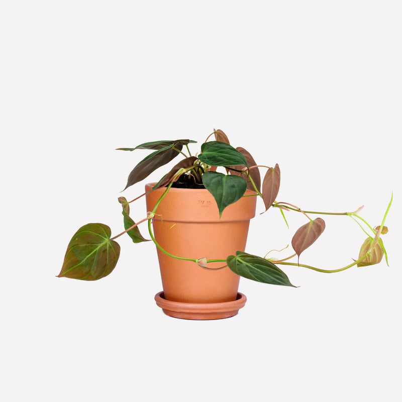 Philodendron micans