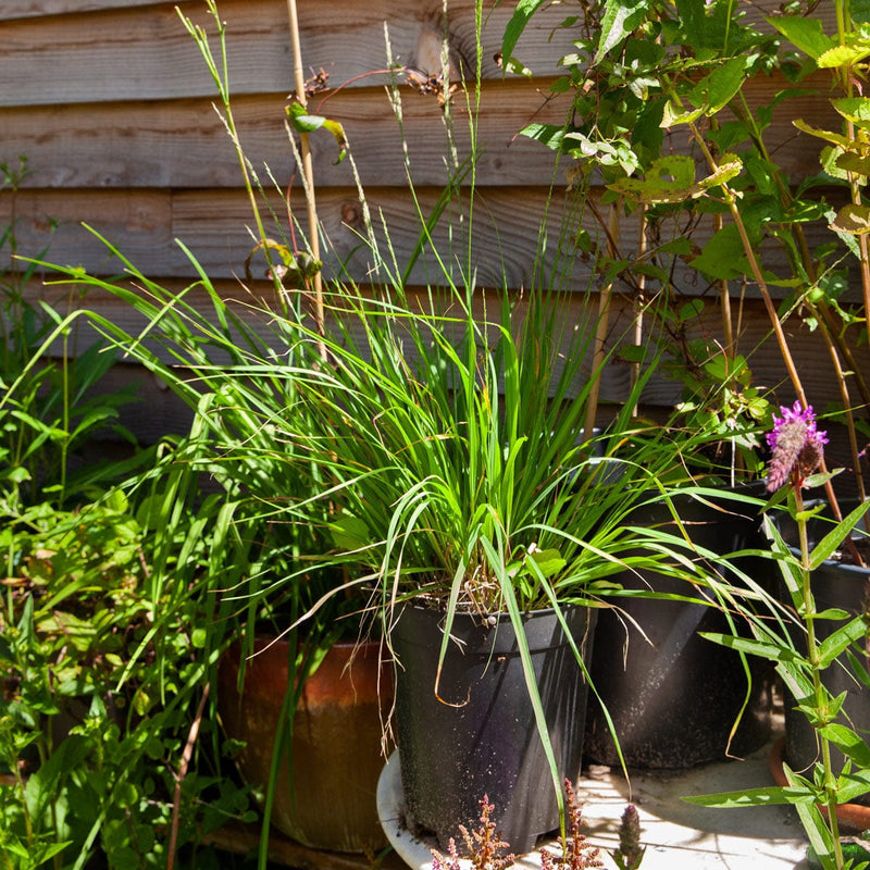 pijpestrootje in pot