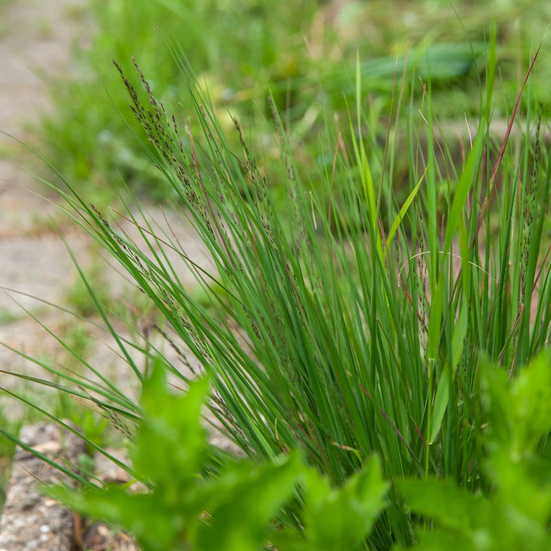 close up van pijpestrootje met opkomende bloeistengels