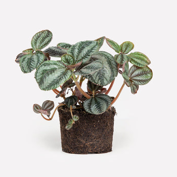 Vriendschapsplant BIO