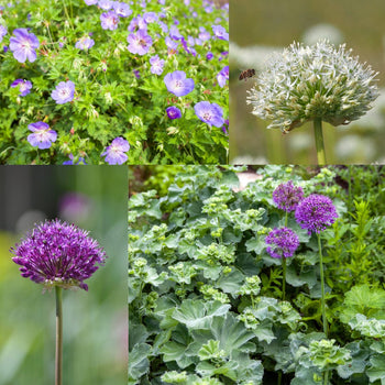 Plant + Bol Klassiek
