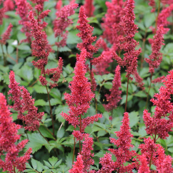 Pluimspirea Fanal