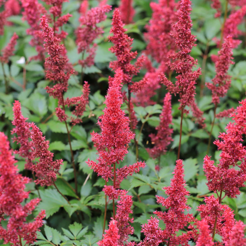Biologische Pluimspirea in felrode kleur, groeiend in de schaduw. 