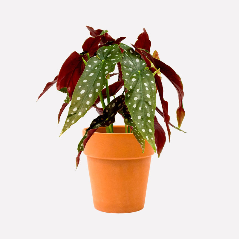 Plant Polkadot Begonia in terracotta pot