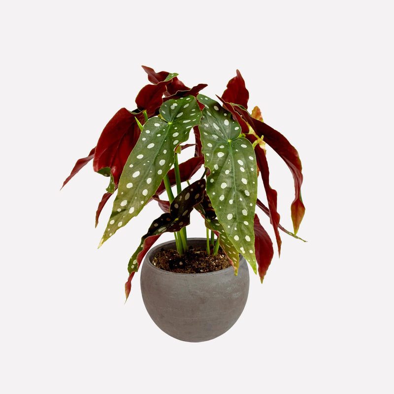 Plant Polkadot Begonia in grijze ronde terracotta pot