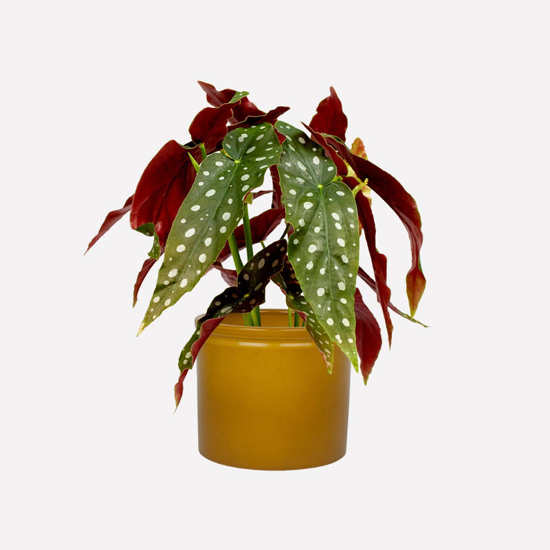 Plant Polkadot Begonia in gele kermieken pot