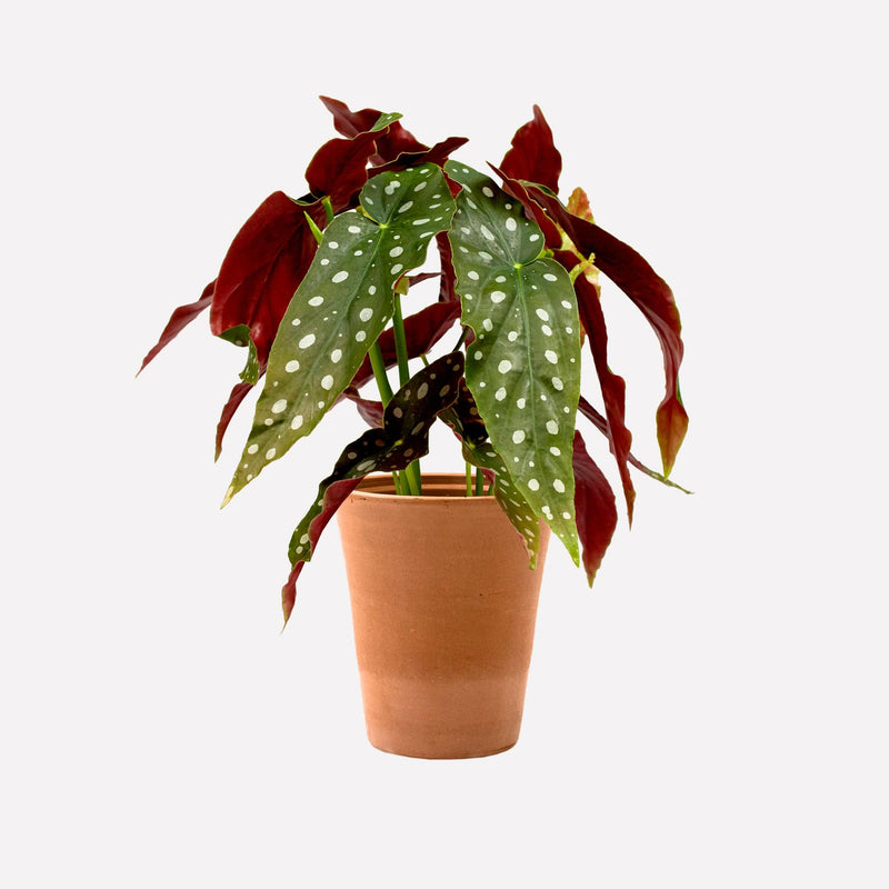 Plant Polkadot Begonia in terracotta pot