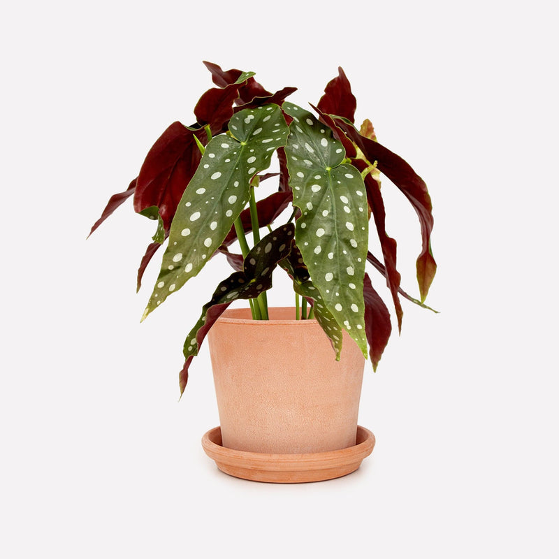 Polkadot begonia BIO