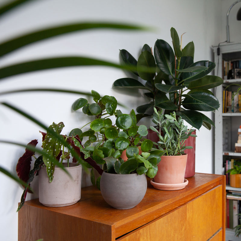 Pannenkoekplant op kast tussen diverse planten in huiskamer