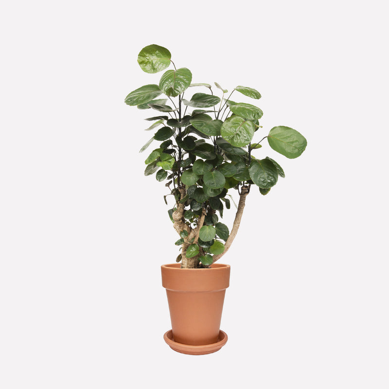 Polyscias Scutellaria