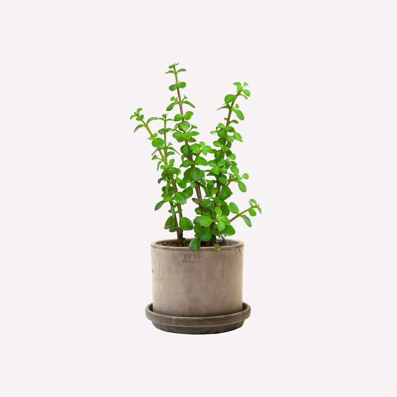 Spekboom met strak grijs terracotta pot 15