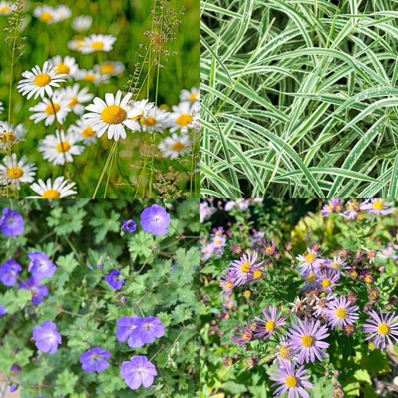 Vier robuuste planten voor een pot op het balkon. 