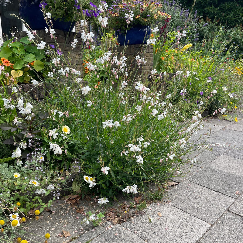struikvormige plant met witte bloemen in een geveltuin