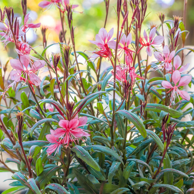 prachtkaars, close up van roze bloemen