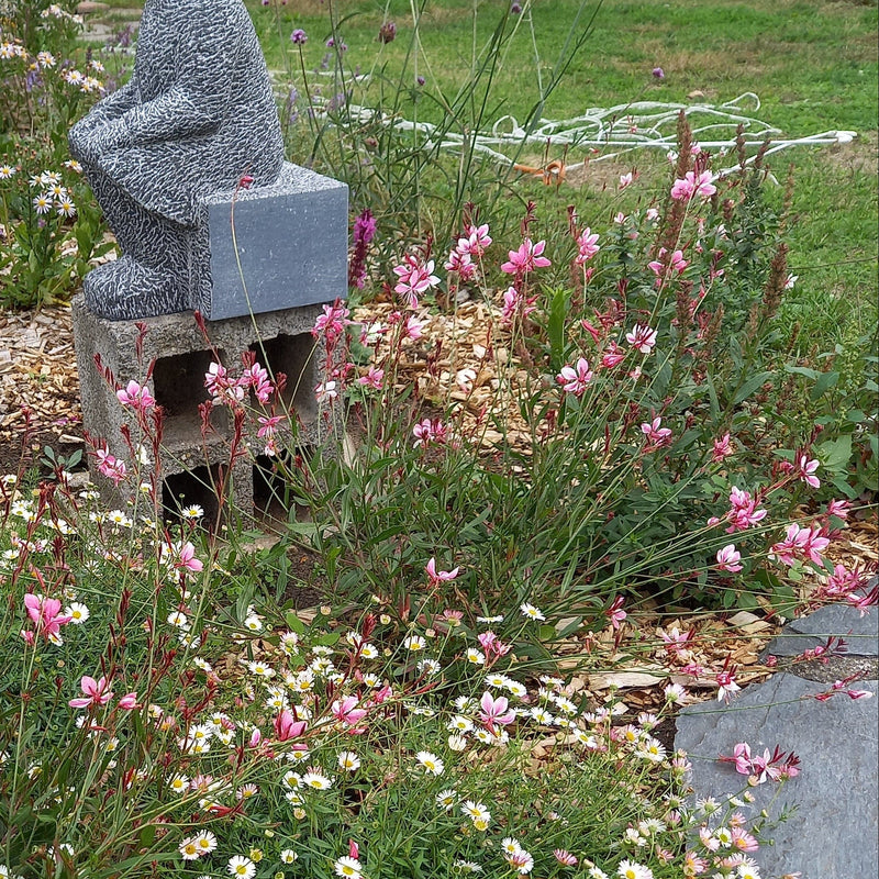 Roze gaura die goed tegen droogte kan 