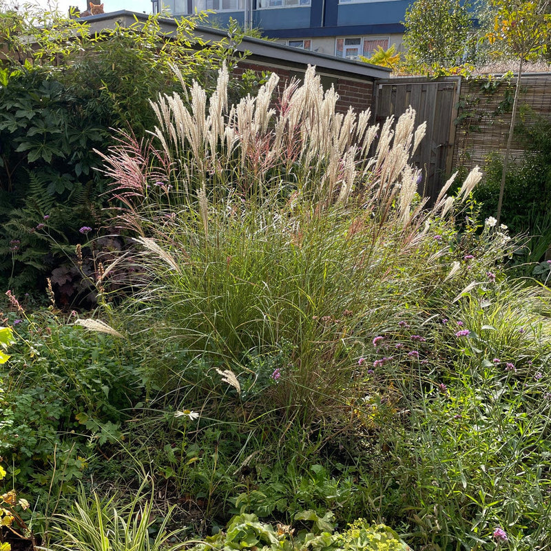 prachtriet miscanthus kleine silberspinne met pluim in tuin