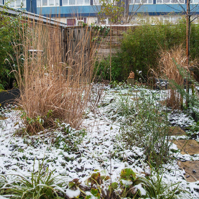 prachtriet miscanthus kleine silberspinne in winter tuin