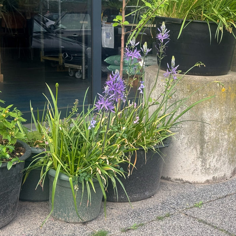 paarse bloemen in verschillende hoogtes in bloembakken