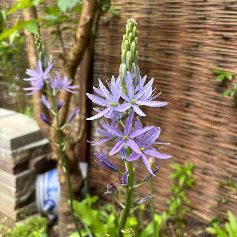 Biologische Camassia in het paars/