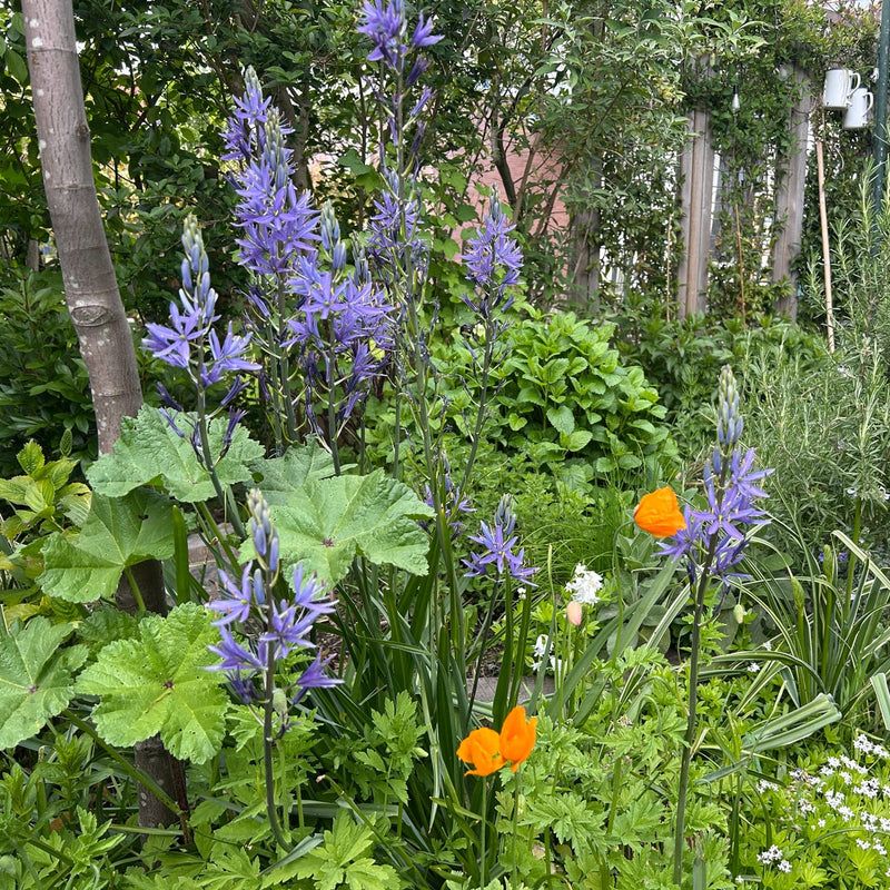 lange paarse bloemen in een tuin