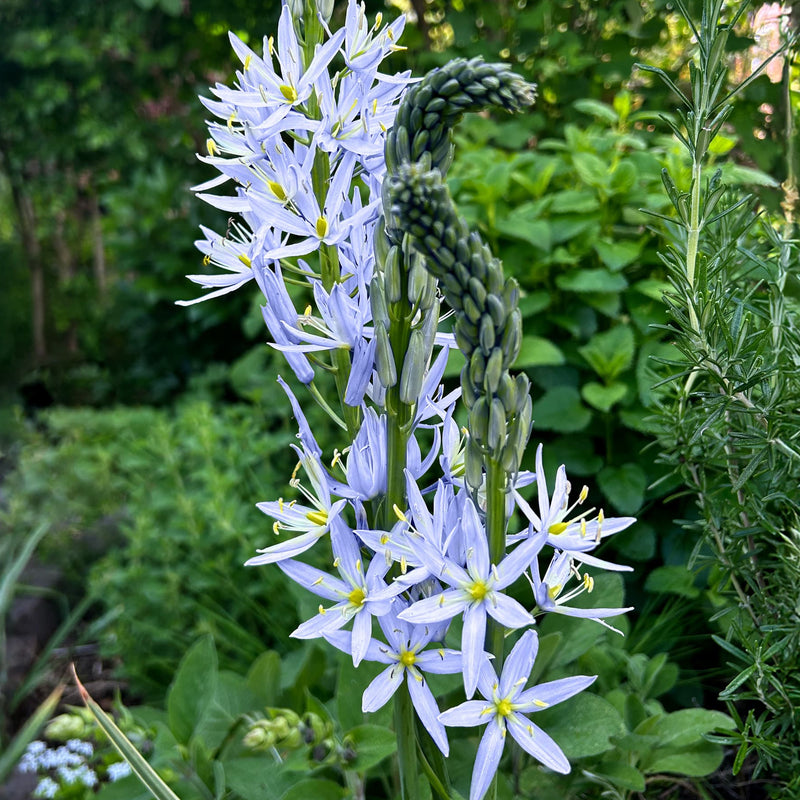 Foto van prairielelie cusickii, licht paarsblauwe bloemen aan een lange steel 
