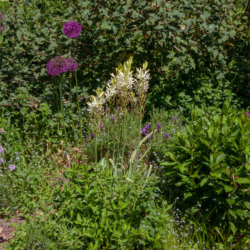 Prairielelie met witte bloemen naast paarse Allium bollen in een border
