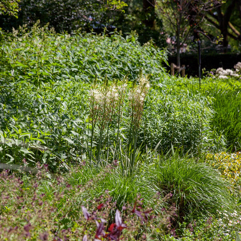 Prairielelie met witte bloemen in een border