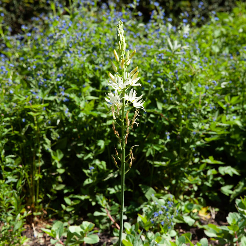 enkele Prairielelie met witte bloemen in een border