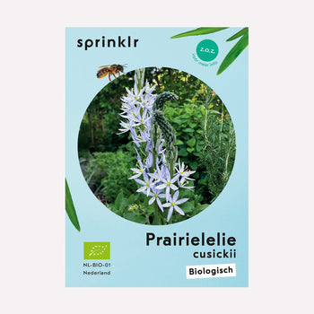Prairielelie cusickii