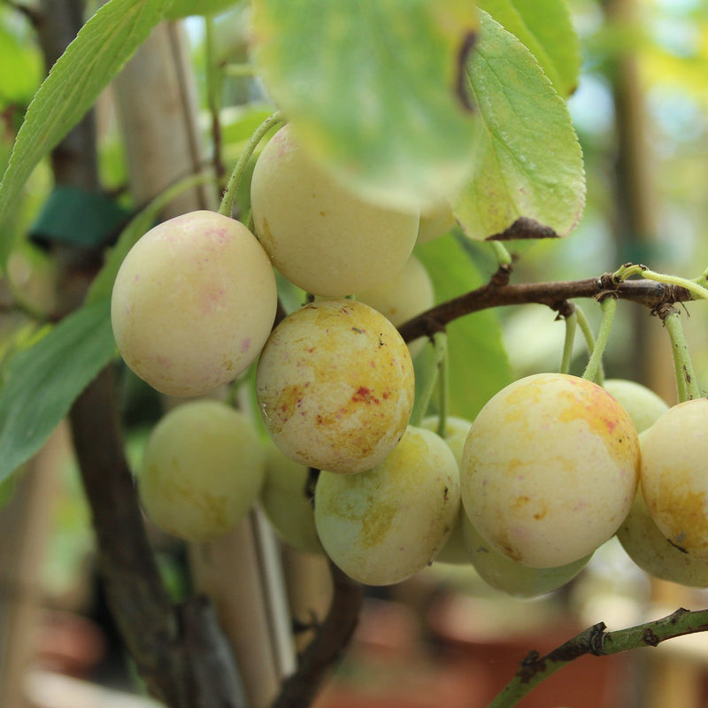 Biologische pruimenboom Mirabelle de Nancy met heerlijke gele pruimen