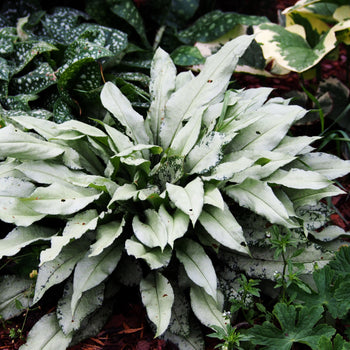 Longkruid Silver Bouquet