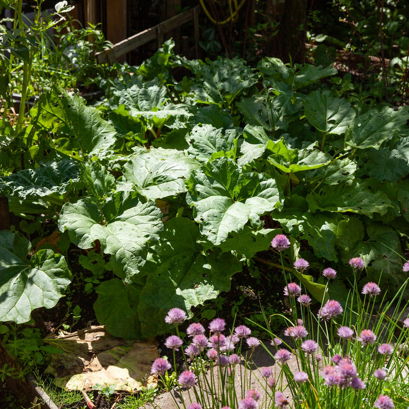 grote groene bladeren van de rabarberplant met in de voorgrond Bieslook in een tuin
