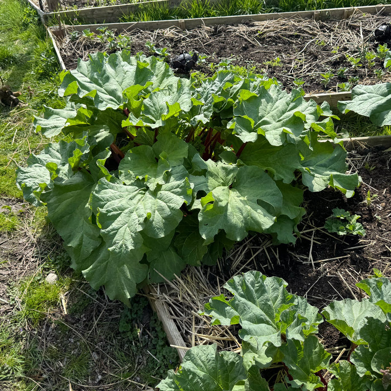 grote groene bladeren van een rabarberplant in een moestuin
