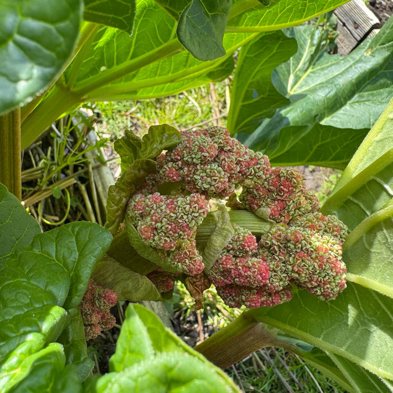 close up van de vrucht van een rabarberplant